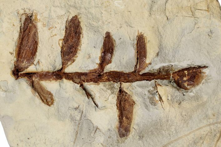 Fossil Seed Pods (Nyssidium) on Stem - Fort Union Formation, Montana #199654